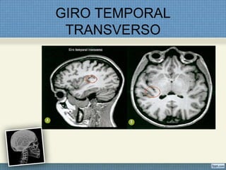 GIRO TEMPORAL
 TRANSVERSO
 