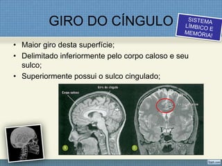 GIRO DO CÍNGULO
• Maior giro desta superfície;
• Delimitado inferiormente pelo corpo caloso e seu
  sulco;
• Superiormente possui o sulco cingulado;
 