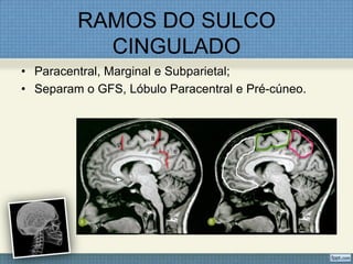 RAMOS DO SULCO
           CINGULADO
• Paracentral, Marginal e Subparietal;
• Separam o GFS, Lóbulo Paracentral e Pré-cúneo.
 