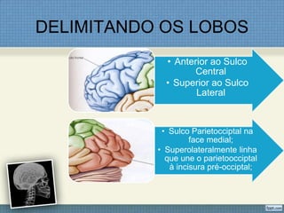 DELIMITANDO OS LOBOS
             • Anterior ao Sulco
                    Central
             • Superior ao Sulco
                    Lateral



            • Sulco Parietocciptal na
                    face medial;
           • Superolateralmente linha
             que une o parietoocciptal
              à incisura pré-occiptal;
 