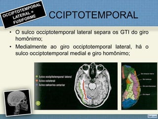 O          CCIPTOTEMPORAL
• O sulco occiptotemporal lateral separa os GTI do giro
  homônimo;
• Medialmente ao giro occiptotemporal lateral, há o
  sulco occiptotemporal medial e giro homônimo;
 