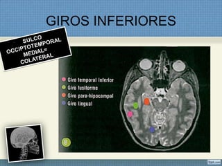 GIROS INFERIORES
 