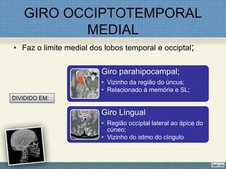GIRO OCCIPTOTEMPORAL
          MEDIAL
• Faz o limite medial dos lobos temporal e occiptal;


                         Giro parahipocampal;
                         • Vizinho da região do úncus;
                         • Relacionado à memória e SL;
DIVIDIDO EM:

                         Giro Lingual
                         • Região occiptal lateral ao ápice do
                           cúneo;
                         • Vizinho do istmo do cíngulo
 