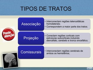TIPOS DE TRATOS

              • Interconectam regiões telencefálicas
Associação      homolaterais;
              • Correspondem a maior parte dos tratos;


              • Conectam regiões corticais com
 Projeção       estruturas subcorticais incluindo
                diencéfalo, cerebelo e tronco encefálico;



              • Interconectam regiões cerebrais de
Comissurais     ambos os hemisférios;
 