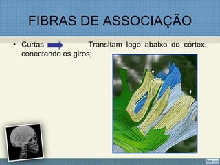 FIBRAS DE ASSOCIAÇÃO
• Curtas             Transitam logo abaixo do córtex,
  conectando os giros;
 