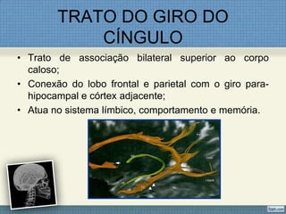 TRATO DO GIRO DO
            CÍNGULO
• Trato de associação bilateral superior ao corpo
  caloso;
• Conexão do lobo frontal e parietal com o giro para-
  hipocampal e córtex adjacente;
• Atua no sistema límbico, comportamento e memória.
 