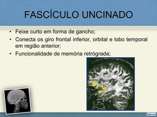 FASCÍCULO UNCINADO
• Feixe curto em forma de gancho;
• Conecta os giro frontal inferior, orbital e lobo temporal
  em região anterior;
• Funcionalidade de memória retrógrada;
 