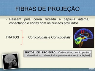 FIBRAS DE PROJEÇÃO
• Passam pela coroa radiada e cápsula interna,
  conectando o córtex com os núcleos profundos;



TRATOS       Corticofugais e Corticopetais



          TRATOS DE PROJEÇÃO: Corticobulbar, corticopontino,
          corticotalâmico, corticospinal e geniculocalcarino. ( radiações)
 