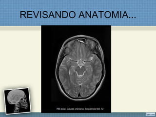 REVISANDO ANATOMIA...
 