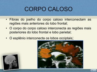 CORPO CALOSO
• Fibras do joelho do corpo caloso interconectam as
  regiões mais anteriores do lobo frontal;
• O corpo do corpo caloso interconecta as regiões mais
  posteriores do lobo frontal e lobo parietal;
• O esplênio interconecta os lobos occiptais;
 