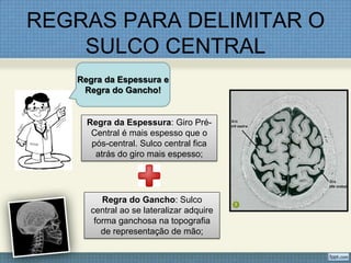 REGRAS PARA DELIMITAR O
    SULCO CENTRAL
   Regra da Espessura e
    Regra do Gancho!


     Regra da Espessura: Giro Pré-
      Central é mais espesso que o
      pós-central. Sulco central fica
       atrás do giro mais espesso;




         Regra do Gancho: Sulco
      central ao se lateralizar adquire
       forma ganchosa na topografia
         de representação de mão;
 