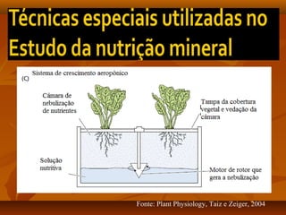 Fonte: Plant Physiology, Taiz e Zeiger, 2004

 