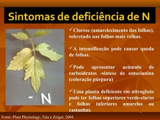 Clorose (amarelecimento das folhas),
sobretudo nas folhas mais velhas.
A intensificação pode causar queda
de folhas.
Pode apresentar acúmulo de
carboidratos -síntese de antocianina
(coloração púrpura)
Uma planta deficiente em nitrogênio
pode ter folhas superiores verde-claras
e folhas inferiores amarelas ou
castanhas.
Fonte: Plant Physiology, Taiz e Zeiger, 2004

 
