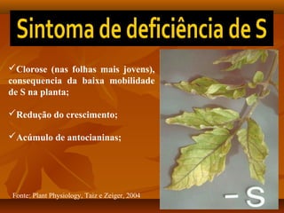 Clorose (nas folhas mais jovens),
consequencia da baixa mobilidade
de S na planta;
Redução do crescimento;
Acúmulo de antocianinas;

Fonte: Plant Physiology, Taiz e Zeiger, 2004

 