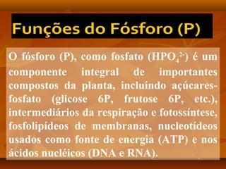 O fósforo (P), como fosfato (HPO42-) é um
componente integral de importantes
compostos da planta, incluindo açúcaresfosfato (glicose 6P, frutose 6P, etc.),
intermediários da respiração e fotossíntese,
fosfolipídeos de membranas, nucleotídeos
usados como fonte de energia (ATP) e nos
ácidos nucléicos (DNA e RNA).

 