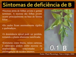 •Necrose preta de folhas jovens e gemas
terminais. A necrose das folhas jovens
ocorre principalmente na base da lâmina
foliar.
•Os caules ficam anormalmente rígidos
e quebradiços.
•A dominância apical pode ser perdida,
tornando a planta altamente ramificada;
•Estruturas como frutos, raízes carnosas
e tubérculos podem exibir necrose ou
anormalidades
relacionadas
à
desintegração de tecidos internos.
Fonte: Plant Physiology, Taiz e Zeiger, 2004

 
