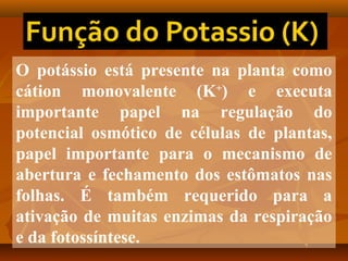 O potássio está presente na planta como
cátion monovalente (K+) e executa
importante papel na regulação do
potencial osmótico de células de plantas,
papel importante para o mecanismo de
abertura e fechamento dos estômatos nas
folhas. É também requerido para a
ativação de muitas enzimas da respiração
e da fotossíntese.

 