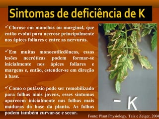 Clorose em manchas ou marginal, que
então evolui para necrose principalmente
nos ápices foliares e entre as nervuras.
Em muitas monocotiledôneas, essas
lesões necróticas podem formar-se
inicialmente nos ápices foliares e
margens e, então, estender-se em direção
à base.
Como o potássio pode ser remobilizado
para folhas mais jovens, esses sintomas
aparecem inicialmente nas folhas mais
maduras da base da planta. As folhas
podem também curvar-se e secar.

Fonte: Plant Physiology, Taiz e Zeiger, 2004

 