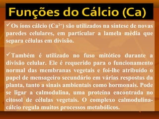 Os íons cálcio (Ca2+) são utilizados na síntese de novas
paredes celulares, em particular a lamela média que
separa células em divisão.
Também é utilizado no fuso mitótico durante a
divisão celular. Ele é requerido para o funcionamento
normal das membranas vegetais e foi-lhe atribuído o
papel de mensageiro secundário em várias respostas da
planta, tanto a sinais ambientais como hormonais. Pode
se ligar a calmodulina, uma proteína encontrada no
citosol de células vegetais. O complexo calmodulinacálcio regula muitos processos metabólicos.

 