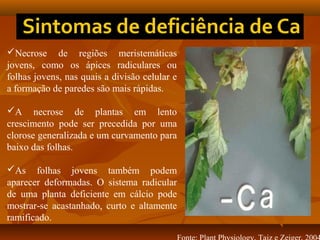 Necrose de regiões meristemáticas
jovens, como os ápices radiculares ou
folhas jovens, nas quais a divisão celular e
a formação de paredes são mais rápidas.
A necrose de plantas em lento
crescimento pode ser precedida por uma
clorose generalizada e um curvamento para
baixo das folhas.
As folhas jovens também podem
aparecer deformadas. O sistema radicular
de uma planta deficiente em cálcio pode
mostrar-se acastanhado, curto e altamente
ramificado.

 