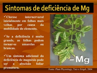 Clorose
internervural
inicialmente em folhas mais
velhas
por
causa
da
mobilidade do elemento.
Se a deficiência é muito
grande, as folhas podem
tornar-se
amarelas
ou
brancas.
Um sintoma adicional da
deficiência de magnésio pode
ser
a
abscisão
foliar
prematura.

Fonte: Plant Physiology, Taiz e Zeiger, 2004

 