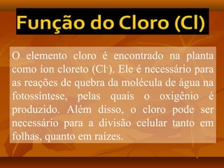 O elemento cloro é encontrado na planta
como íon cloreto (Cl-). Ele é necessário para
as reações de quebra da molécula de água na
fotossíntese, pelas quais o oxigênio é
produzido. Além disso, o cloro pode ser
necessário para a divisão celular tanto em
folhas, quanto em raízes.

 