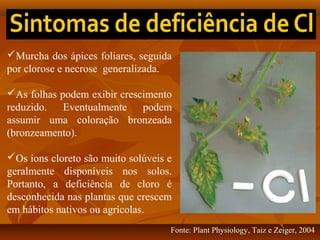 Murcha dos ápices foliares, seguida
por clorose e necrose generalizada.
As folhas podem exibir crescimento
reduzido. Eventualmente
podem
assumir uma coloração bronzeada
(bronzeamento).
Os íons cloreto são muito solúveis e
geralmente disponíveis nos solos.
Portanto, a deficiência de cloro é
desconhecida nas plantas que crescem
em hábitos nativos ou agrícolas.
Fonte: Plant Physiology, Taiz e Zeiger, 2004

 