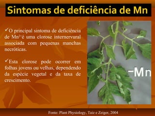 O principal sintoma de deficiência
de Mn2+é uma clorose internervural
associada com pequenas manchas
necróticas.
Esta clorose pode ocorrer em
folhas jovens ou velhas, dependendo
da espécie vegetal e da taxa de
crescimento.

Fonte: Plant Physiology, Taiz e Zeiger, 2004

 
