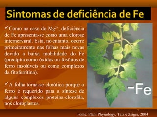 Como no caso do Mg2+, deficiência
de Fe apresenta-se como uma clorose
internervural. Esta, no entanto, ocorre
primeiramente nas folhas mais novas
devido a baixa mobilidade do Fe
(precipita como óxidos ou fosfatos de
ferro insolúveis ou como complexos
da fitoferritina).
A folha torna-se clorótica porque o
ferro é requerido para a síntese de
alguns complexos proteína-clorofila,
nos cloroplastos.
Fonte: Plant Physiology, Taiz e Zeiger, 2004

 