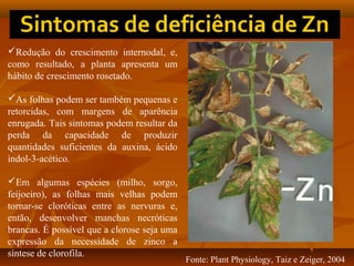Redução do crescimento internodal, e,
como resultado, a planta apresenta um
hábito de crescimento rosetado.
As folhas podem ser também pequenas e
retorcidas, com margens de aparência
enrugada. Tais sintomas podem resultar da
perda da capacidade de produzir
quantidades suficientes da auxina, ácido
indol-3-acético.
Em algumas espécies (milho, sorgo,
feijoeiro), as folhas mais velhas podem
tornar-se cloróticas entre as nervuras e,
então, desenvolver manchas necróticas
brancas. É possível que a clorose seja uma
expressão da necessidade de zinco a
síntese de clorofila.

Fonte: Plant Physiology, Taiz e Zeiger, 2004

 