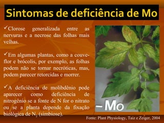 Clorose generalizada entre as
nervuras e a necrose das folhas mais
velhas.
Em algumas plantas, como a couveflor e brócolis, por exemplo, as folhas
podem não se tornar necróticas, mas,
podem parecer retorcidas e morrer.
A deficiência de molibdênio pode
aparecer
como
deficiência
de
nitrogênio se a fonte de N for o nitrato
ou se a planta depende da fixação
biológica de N2 (simbiose).

Fonte: Plant Physiology, Taiz e Zeiger, 2004

 