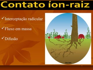 Interceptação radicular
Fluxo em massa
Difusão

 