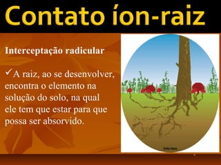 Interceptação radicular
A raiz, ao se desenvolver,
encontra o elemento na
solução do solo, na qual
ele tem que estar para que
possa ser absorvido.

 