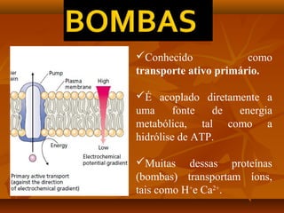 Conhecido
como
transporte ativo primário.
É acoplado diretamente a
uma
fonte
de
energia
metabólica, tal como a
hidrólise de ATP.
Muitas dessas proteínas
(bombas) transportam íons,
tais como H+e Ca2+.

 