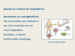 Monoxenos ou monogenéticos:
são os parasitas que realizam o
seu ciclo evolutivo em um
único hospedeiro.
Exemplos: o Ascaris
lumbricoides (lombriga).
Quanto ao número de hospedeiros:
Ascaris lumbricoides
 