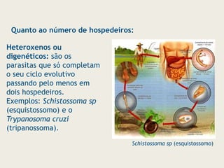 Heteroxenos ou
digenéticos: são os
parasitas que só completam
o seu ciclo evolutivo
passando pelo menos em
dois hospedeiros.
Exemplos: Schistossoma sp
(esquistossomo) e o
Trypanosoma cruzi
(tripanossoma).
Quanto ao número de hospedeiros:
Schistossoma sp (esquistossomo)
 