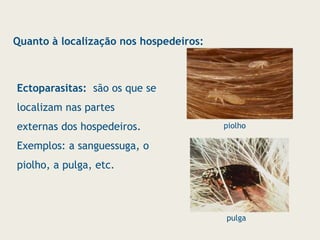 Quanto à localização nos hospedeiros:
Ectoparasitas: são os que se
localizam nas partes
externas dos hospedeiros.
Exemplos: a sanguessuga, o
piolho, a pulga, etc.
piolho
pulga
 