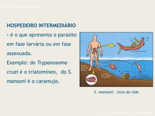 Aula 1- Introdução à parasitologia
PARASITOLOGIA BÁSICA
HOSPEDEIRO INTERMEDIÁRIO
- é o que apresenta o parasito
em fase larvária ou em fase
assexuada.
Exemplo: do Trypanosoma
cruzi é o triatomíneo, do S.
mansoni é o caramujo.
S. mansoni: ciclo da vida
 