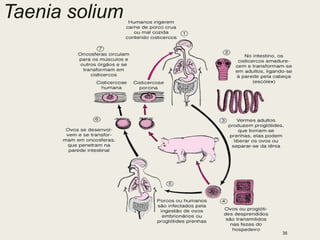 Taenia solium
36
 