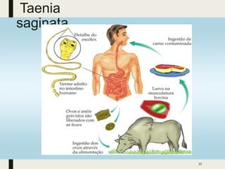 Taenia
saginata
37
 