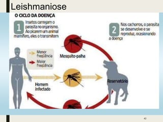 42
Leishmaniose
 