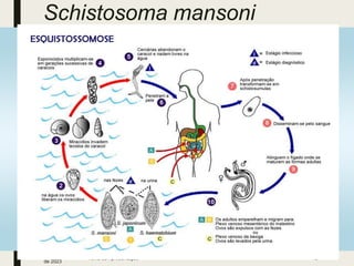Schistosoma mansoni
3 de março
de 2023
Tema da Apresentação 43
 