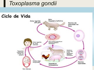 3 de março
de 2023
Tema da Apresentação 48
Toxoplasma gondii
 