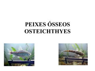PEIXES ÓSSEOS
OSTEICHTHYES
 