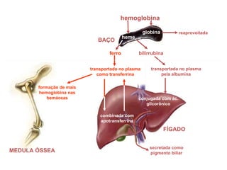 BAÇO MEDULA ÓSSEA FÍGADO hemoglobina heme globina transportada no plasma pela albumina conjugada com ác. glicorônico secretada como pigmento biliar combinada com apotransferrina transportado no plasma como transferrina formação de mais hemoglobina nas hemáceas ferro bilirrubina reaproveitada 