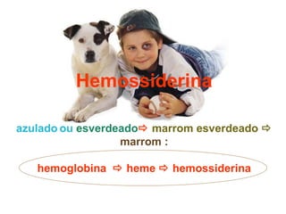 Hemossiderina azulado   ou   esverdeado    marrom esverdeado   marrom : hemoglobina    heme    hemossiderina 
