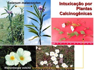 Intoxicação por Plantas Calcinogênicas Solanum malacoxylon Nierembergia veitchii 
