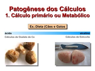 Patogênese dos Cálculos 1. Cálculo primário ou Metabólico Ex.:Dieta (Cães e Gatos Cálculos de Estruvita (hexa-hidrato de fosfato de amônio-magnésio)   Cálculos de Oxalato de Ca p H ácido alcalino 