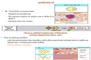 LINFÓCITOS NKLINFÓCITOS NK
• NK = Natural Killer ou assassina natural
– Mediadores de imunidade inata
– Não expressam receptores de antígeno como as células B ou
células T.
– Importante contra vírus e tumores
CÉLULAS APRESENTADORAS DE ANTÍGENOS OUCÉLULAS APRESENTADORAS DE ANTÍGENOS OU
ANTIGEN PRESENTING CELLS -APCSANTIGEN PRESENTING CELLS -APCS
• Portas de entrada para micróbios
– a pele, área gastrointestinal e área respiratória, contêm células especializadas localizadas abaixo do epitélio que
capturam Ags e os transporta para tecidos linfóides.
– Células dendríticas e macrófagos
 