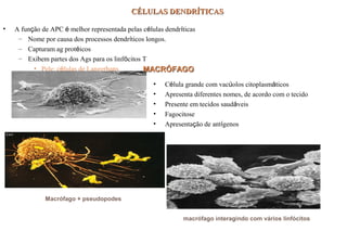 CÉLULAS DENDRÍTICASCÉLULAS DENDRÍTICAS
• A função de APC é melhor representada pelas células dendríticas
– Nome por causa dos processos dendríticos longos.
– Capturam ag protéicos
– Exibem partes dos Ags para os linfócitos T
• Pele: células de Langerhans MACRÓFAGOMACRÓFAGO
• Célula grande com vacúolos citoplasmáticos
• Apresenta diferentes nomes, de acordo com o tecido
• Presente em tecidos saudáveis
• Fagocitose
• Apresentação de antígenos
Macrófago + pseudopodes
macrófago interagindo com vários linfócitos
 